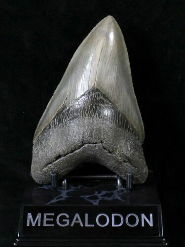 Beautiful Lower Megalodon Tooth - Georgia #19390
